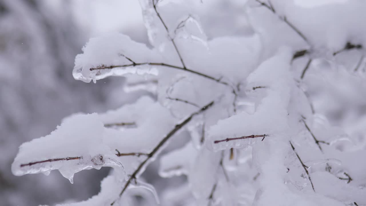 冬天的一天，公园里美丽茂盛的圣诞树树枝上挂满了雪花视频素材