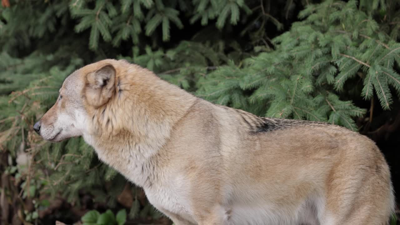 狼(Canis lupus)，也被称为灰狼，是现存最大的犬科成员。狼是犬科中最大的野生成员。视频素材