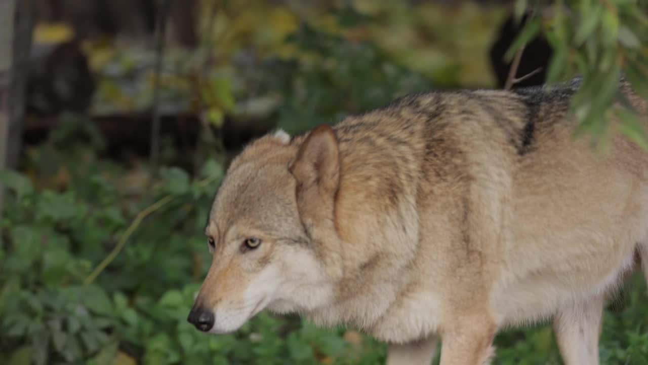 狼(Canis lupus)，也被称为灰狼，是现存最大的犬科成员。狼是犬科中最大的野生成员。视频素材