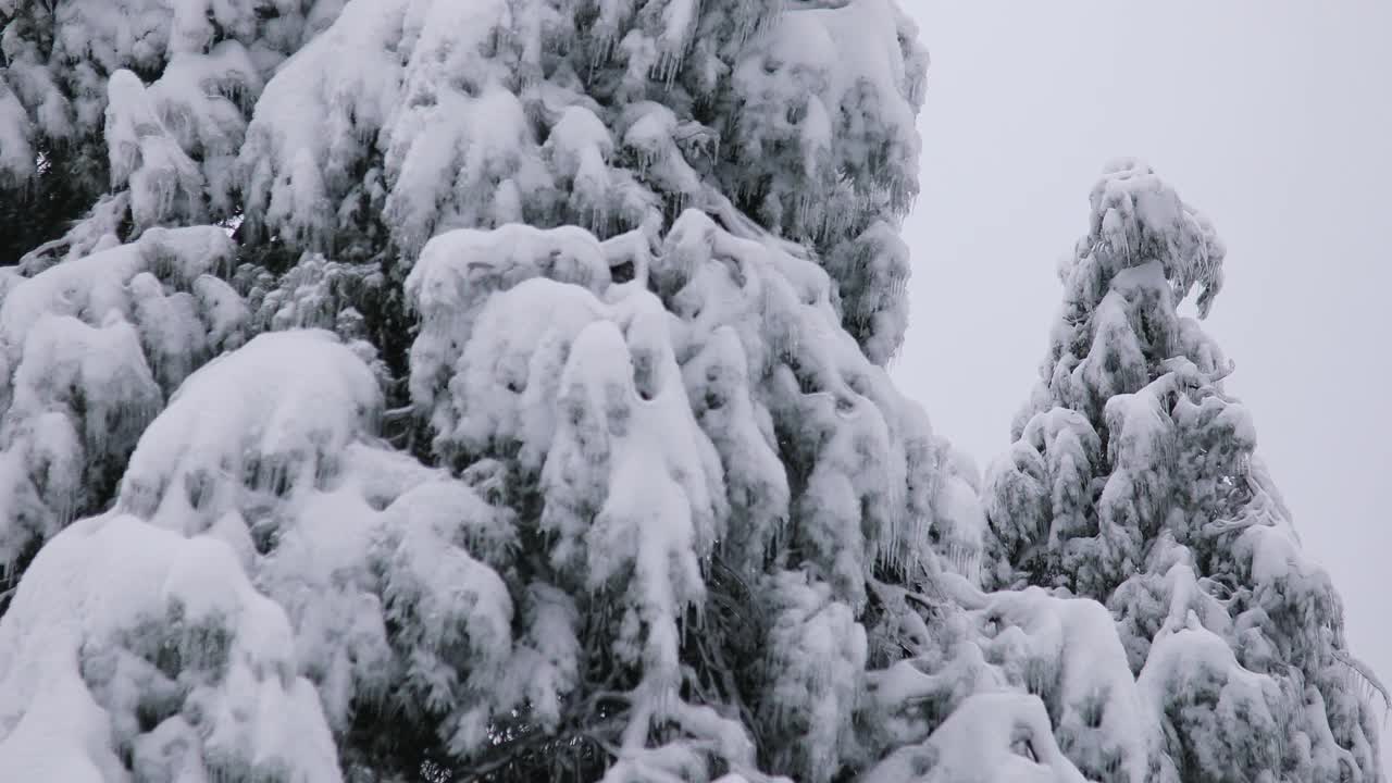 冬天的一天，公园里美丽茂盛的圣诞树树枝上挂满了雪花视频素材