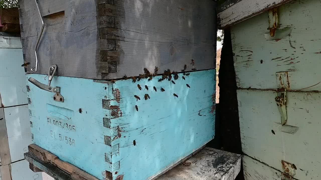 蜜蜂绕着蜂箱飞来飞去。拉回。视频素材