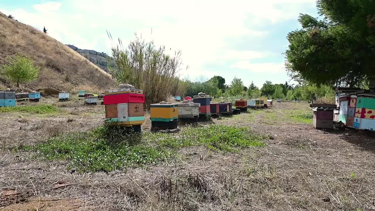 田野里的一排蜂箱。视频素材