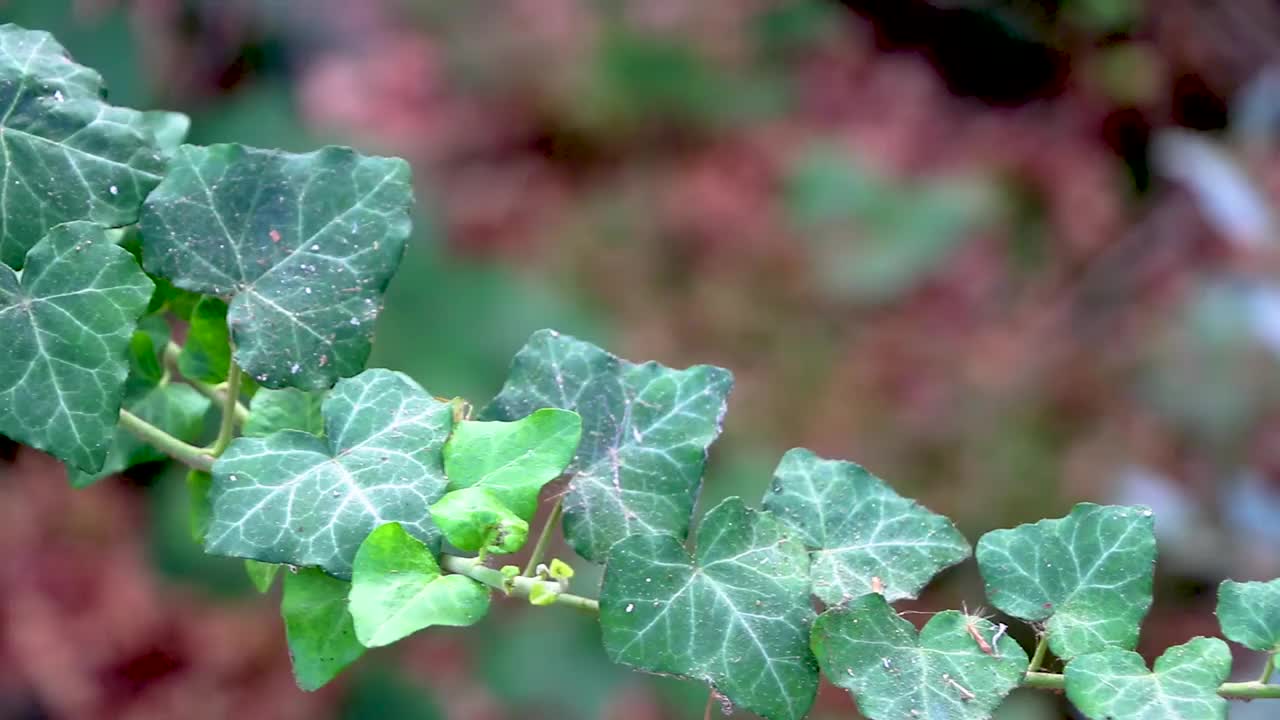 罗迪尼公园森林罗迪尼常绿攀缘植物。视频素材