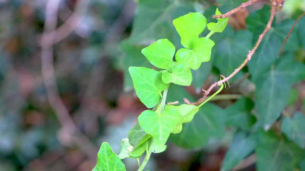 罗迪尼公园森林罗迪尼常绿攀缘植物。视频素材