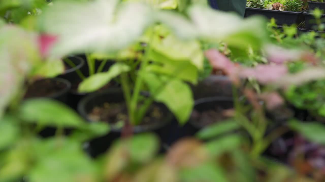 4K亚洲男人植物商店老板照顾植物和花卉在温室花园。视频素材