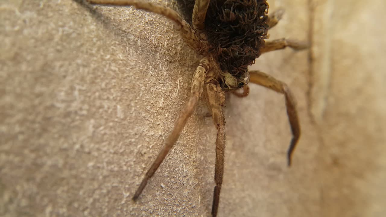 一只雌性狼蛛背上驮着数千只幼崽。选择性地关注一些小蜘蛛。昆虫和动物。视频素材