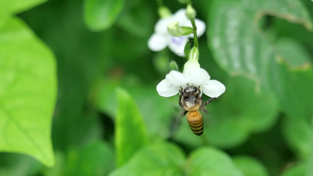 巨大的蜜蜂在白色的紫罗兰花上寻找花蜜视频素材