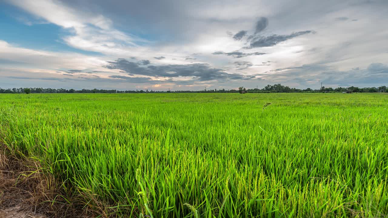 4K Time lapse of scenery view of green Rice In The Field grass with Field cornfield or In Asia country agricultural harvest with fluffy clouds blue dramatic sunrise or sunset sky。4K Time lapse of landscape绿色大米在田野的草田玉米田或在亚洲国家农业收获与蓬松的云蓝色戏剧性的日出或日落的天空视频素材