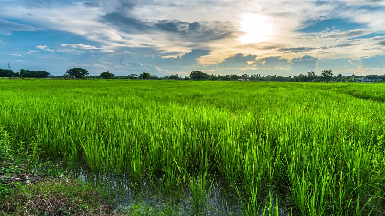 4K Time lapse of scenery view of green Rice In The Field grass with Field cornfield or In Asia country agricultural harvest with fluffy clouds blue dramatic sunrise or sunset sky。4K Time lapse of landscape绿色大米在田野的草田玉米田或在亚洲国家农业收获与蓬松的云蓝色戏剧性的日出或日落的天空视频素材