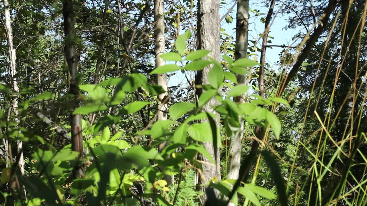 森林灌丛与明亮的绿色植物特写，选择性聚焦，夏天的风在一个明亮的阳光灿烂的日子。视频素材