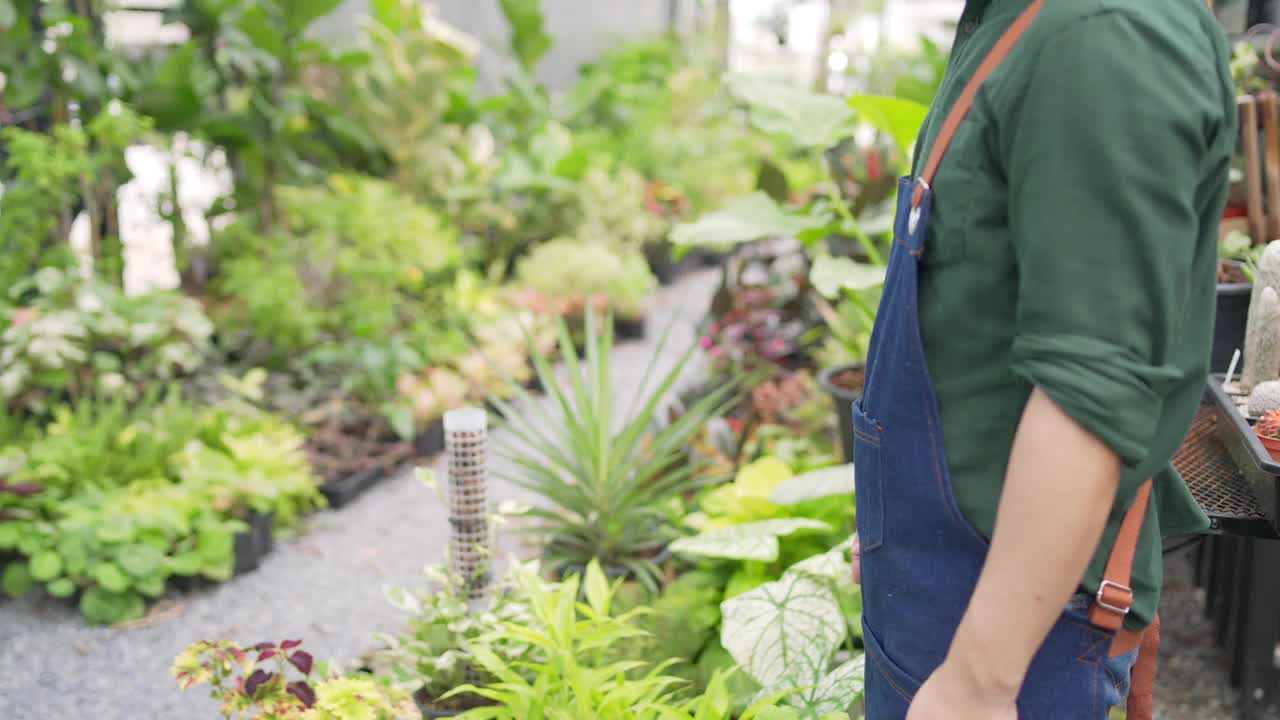 4K亚洲男人植物商店老板照顾植物和花卉在温室花园。视频素材