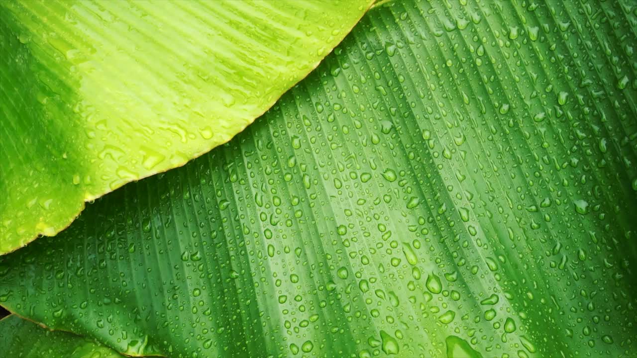 雨滴落在香蕉叶上视频素材