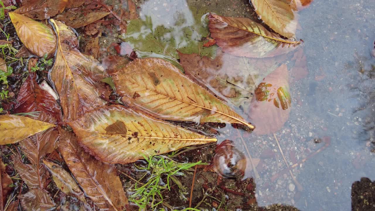 秋天，雨滴落在落叶的水坑里视频素材