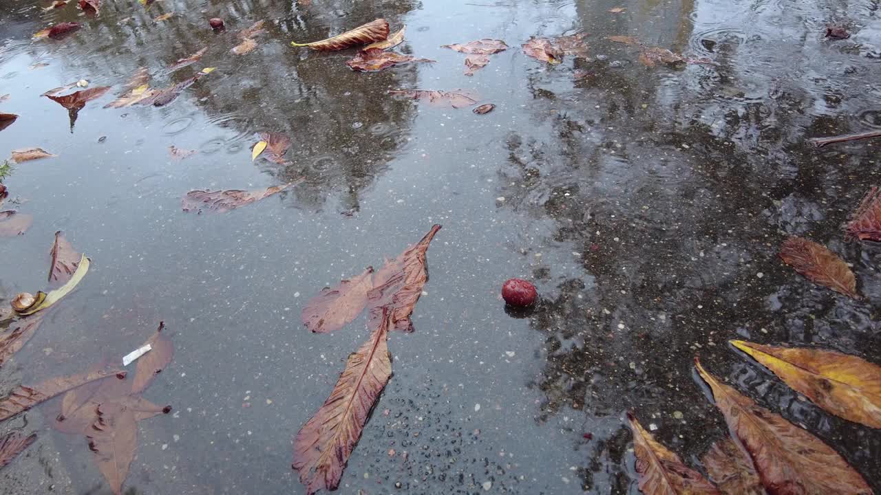 秋天，雨滴落在落叶的水坑里视频素材