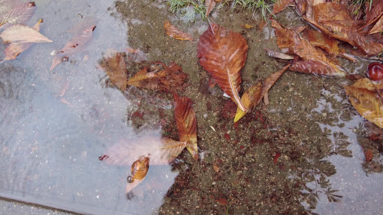 秋天，雨滴落在落叶的水坑里视频素材