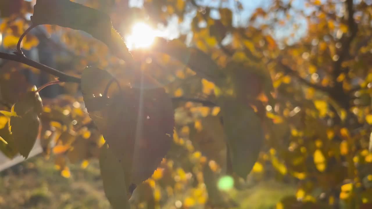 特写黄色的秋天桦树叶子。阳光穿过树叶，在微风中摇曳视频素材