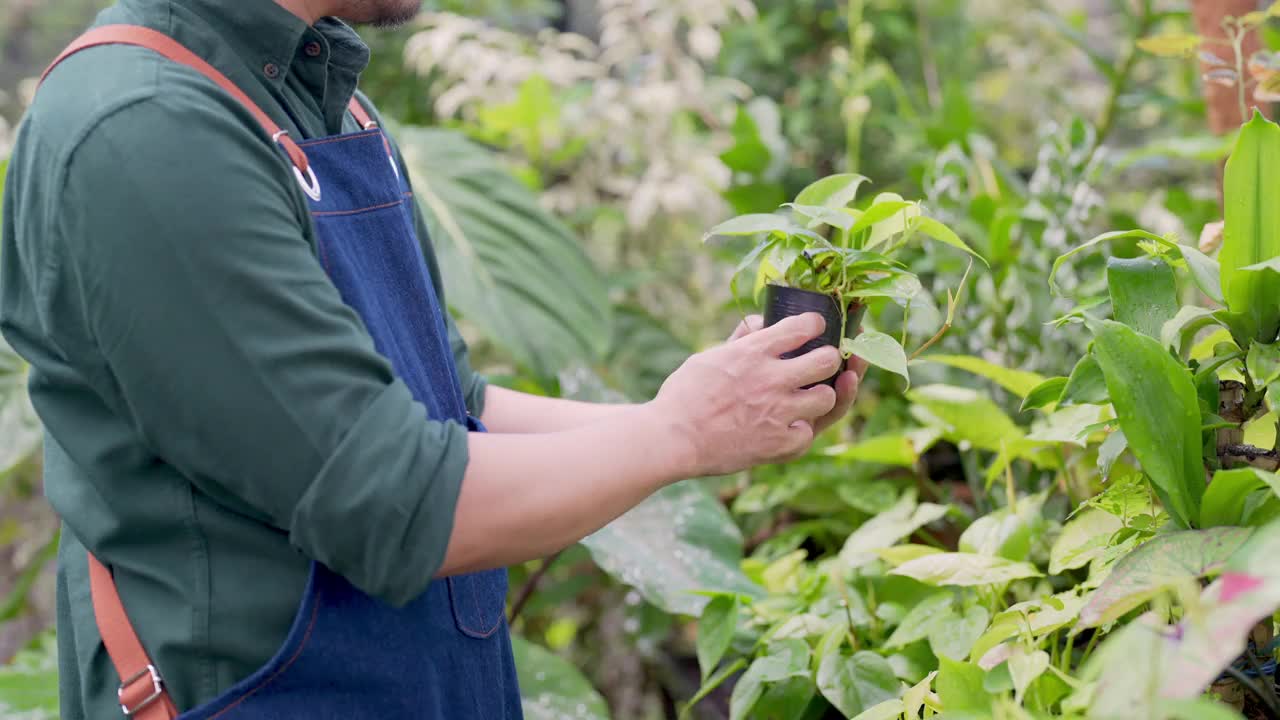 4K亚洲男人植物商店老板照顾植物和花卉在温室花园。视频素材