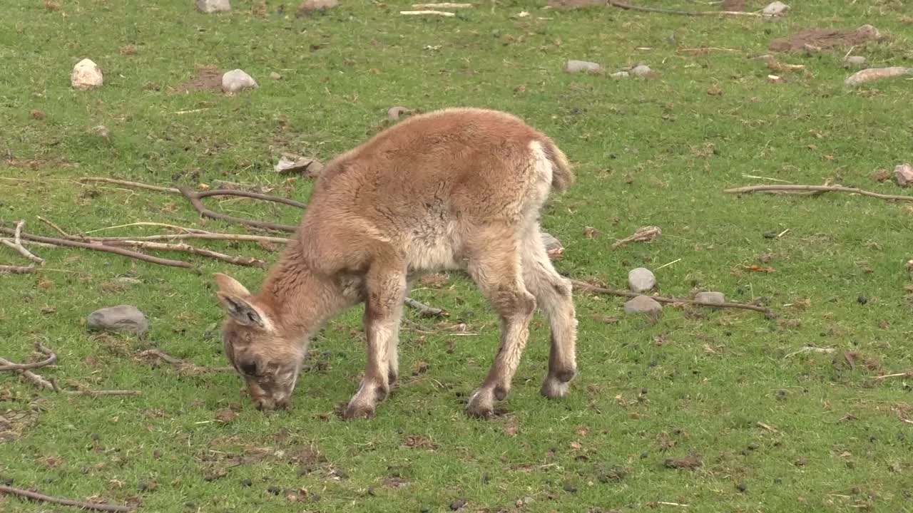 一个小山羊视频素材