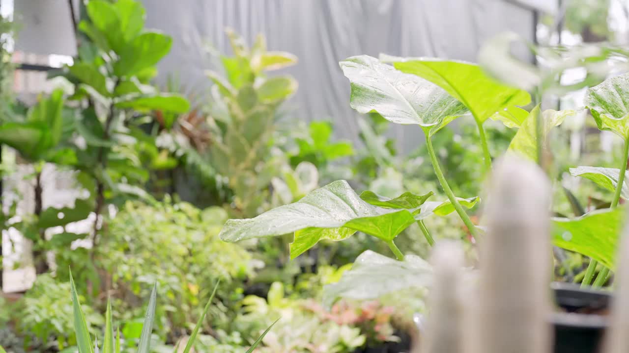 4K亚洲男人植物商店老板照顾植物和花卉在温室花园。视频素材