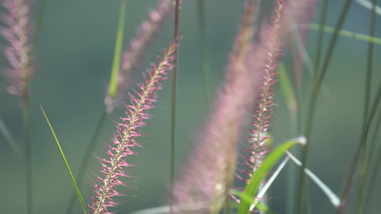 芦苇草的花视频素材