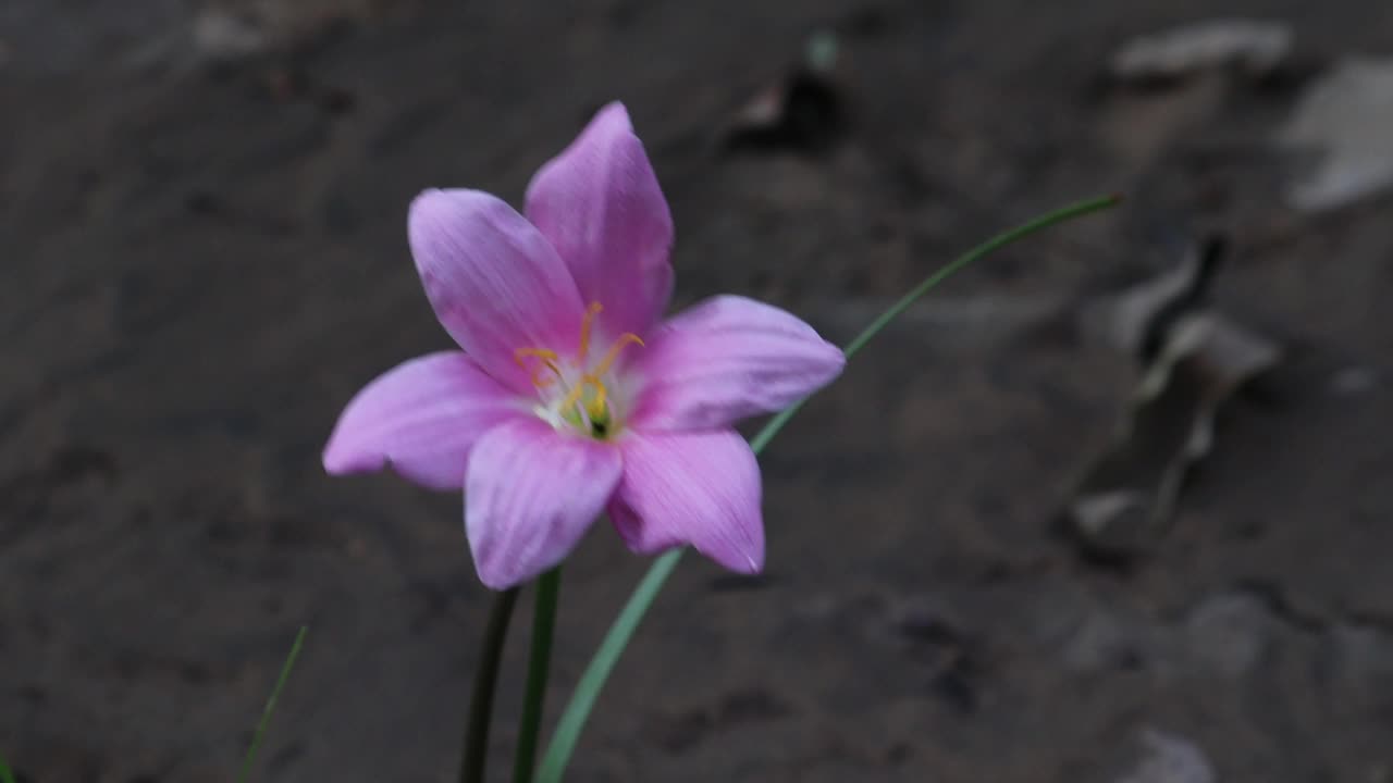 粉红色的莉莉花在花园里盛开视频素材