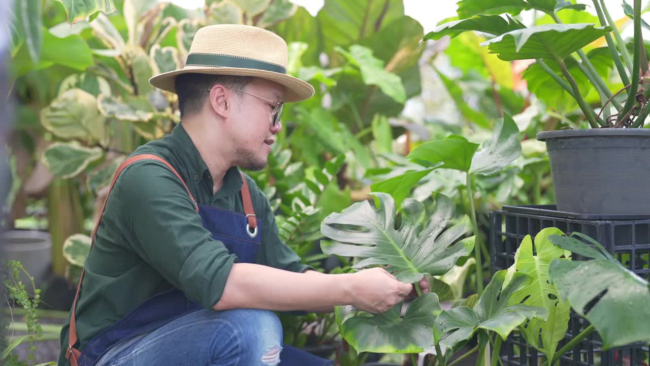 4K亚洲男人植物商店老板照顾植物和花卉在温室花园。视频素材