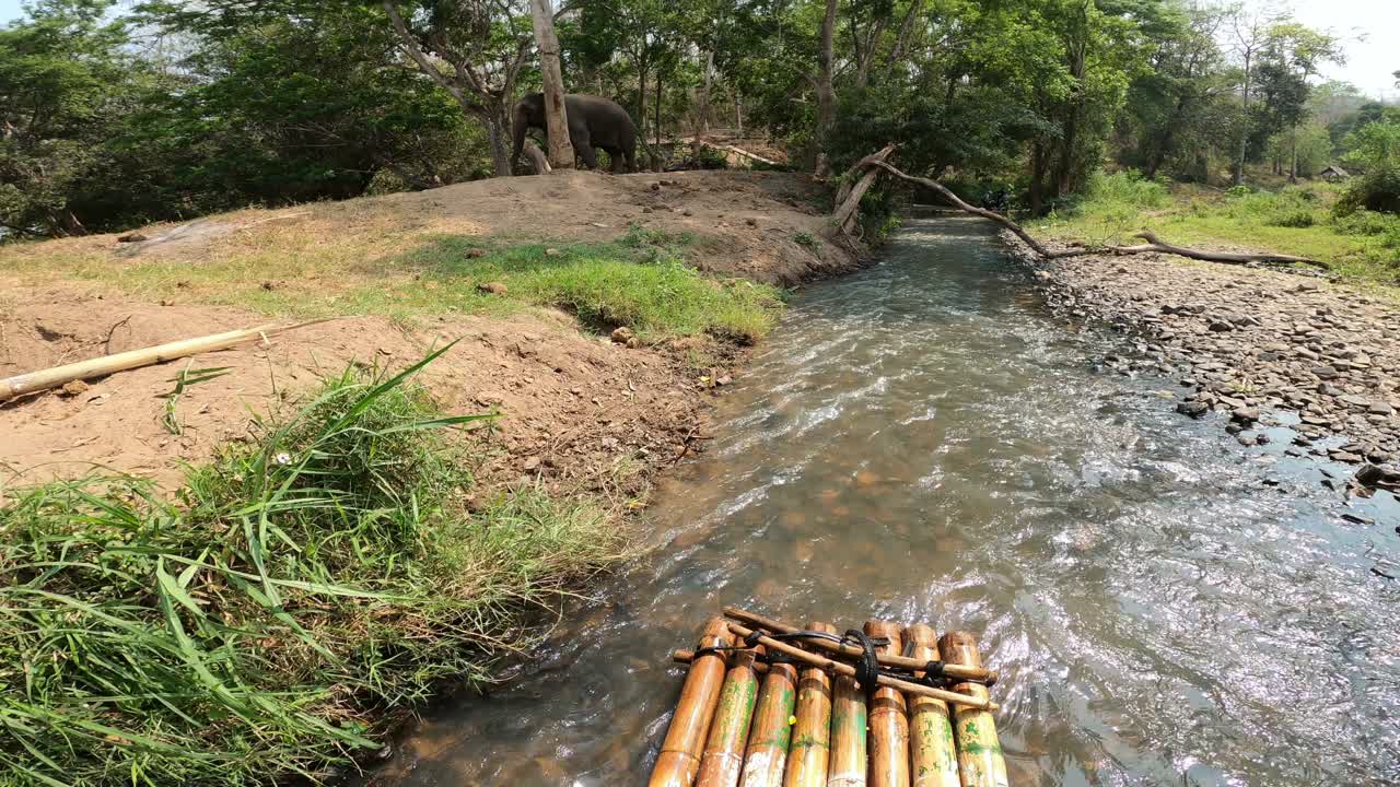 在泰国清迈迈旺的热带雨林河上，竹筏上有大象，照片拍摄于狒狒的头顶上。视频素材