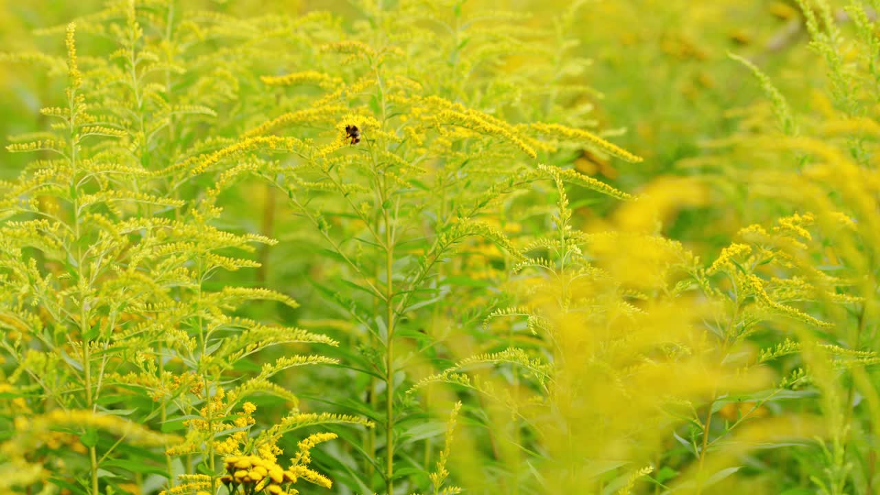 开花植物中的野花、一枝黄花、黄花。用于民间医学视频素材