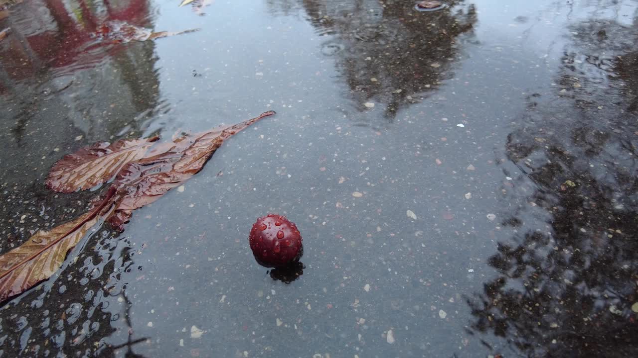 秋天，雨滴落在落叶的水坑里视频素材