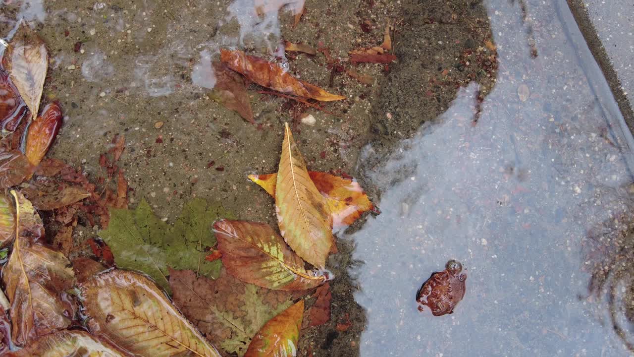 秋天，雨滴落在落叶的水坑里视频素材