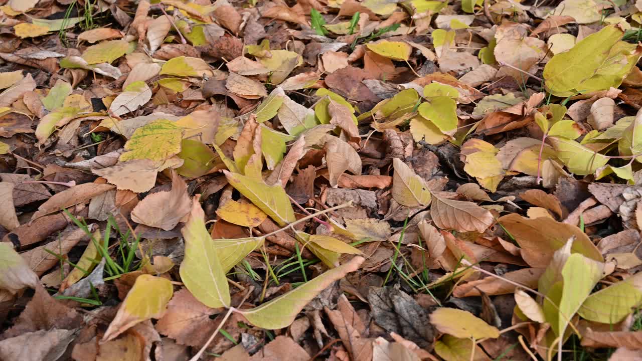 秋叶背景视频素材