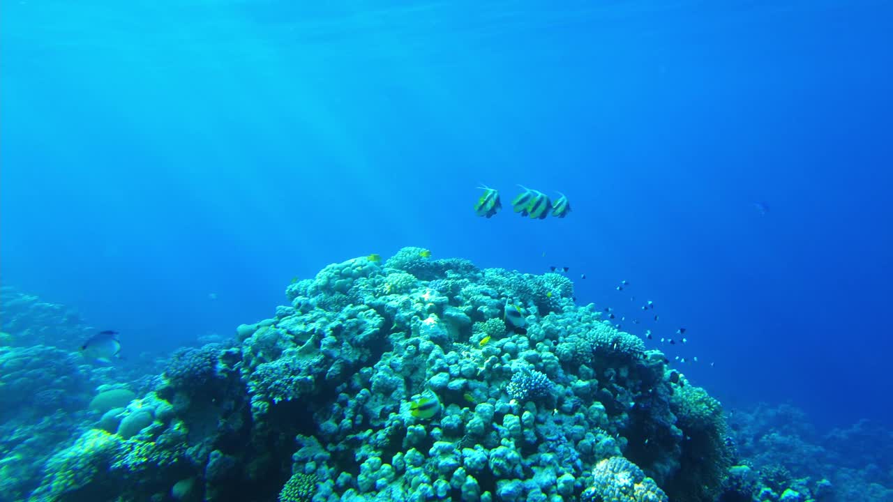 红海Kabuba (Heniochus acuminatus)一群美丽多彩的鱼在埃及的红海视频素材