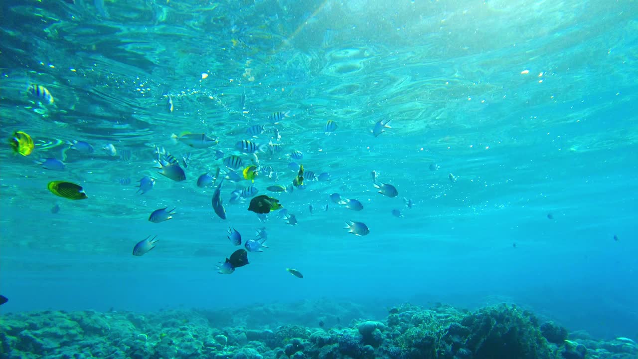 埃及红海水面附近的鱼群视频素材