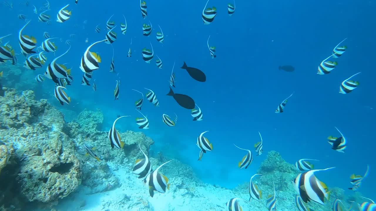 在水下浮潜，观察热带鱼和珊瑚礁视频素材