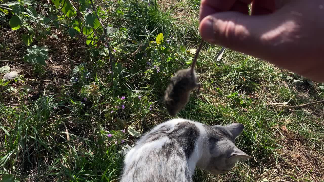 猫在农场的花园里吃老鼠视频素材