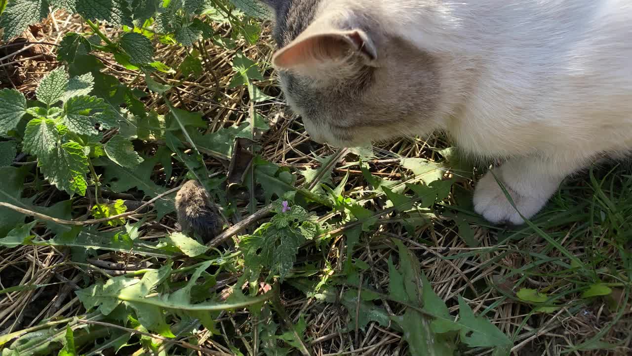 猫在农场的花园里吃老鼠视频素材