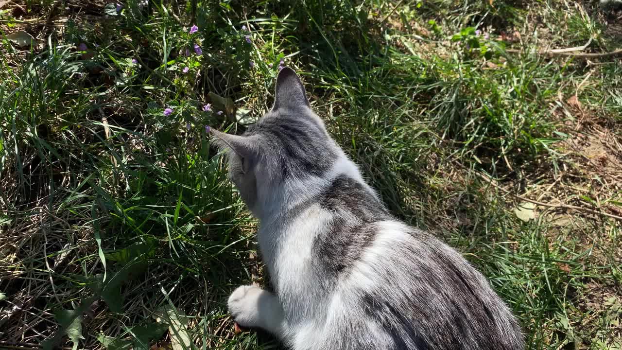 猫在农场的花园里吃老鼠视频素材