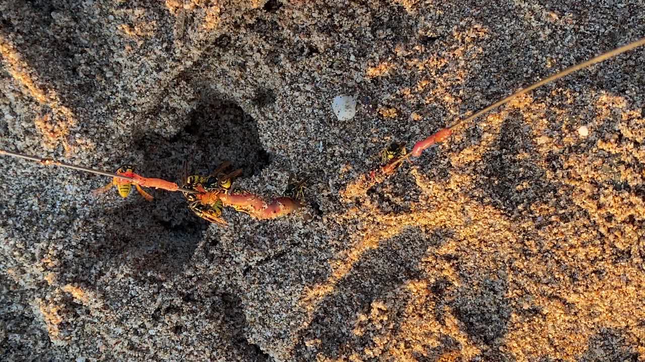 许多黄蜂吃两串肉视频素材