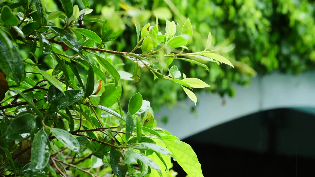 小灌木丛上有小雨或细雨。春天的自然，雨季的概念视频素材