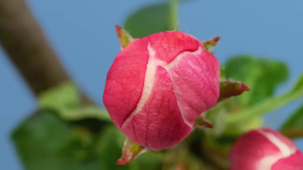 Macro time lapse苹果树花盛开在蓝色背景特写视频素材