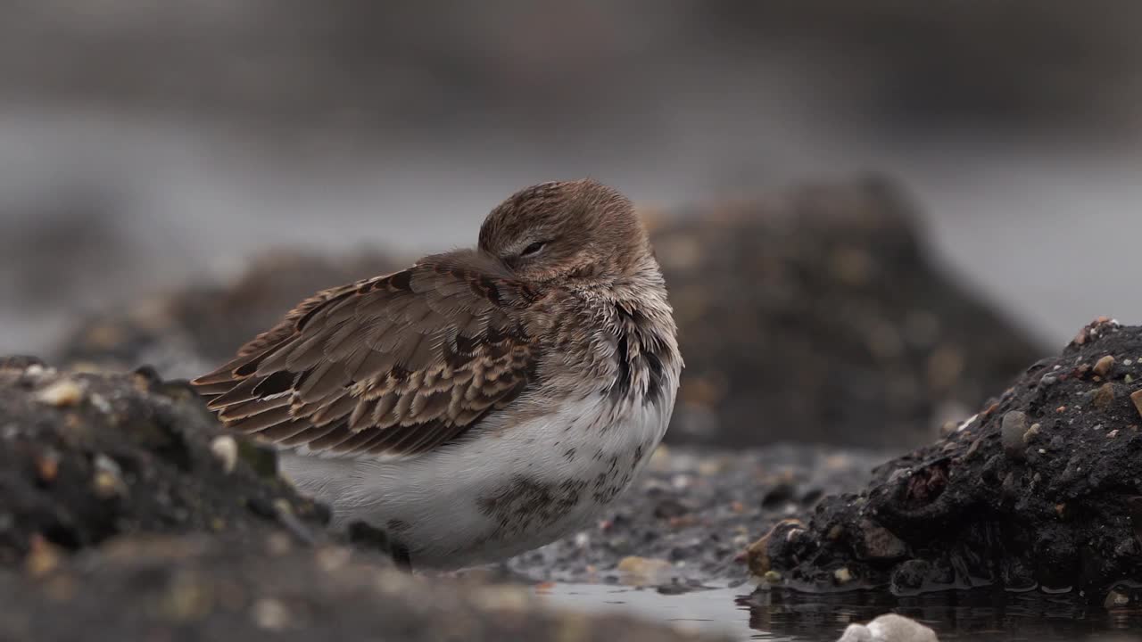 Dunlin (Calidris alpina)坐落在北海沿岸视频素材