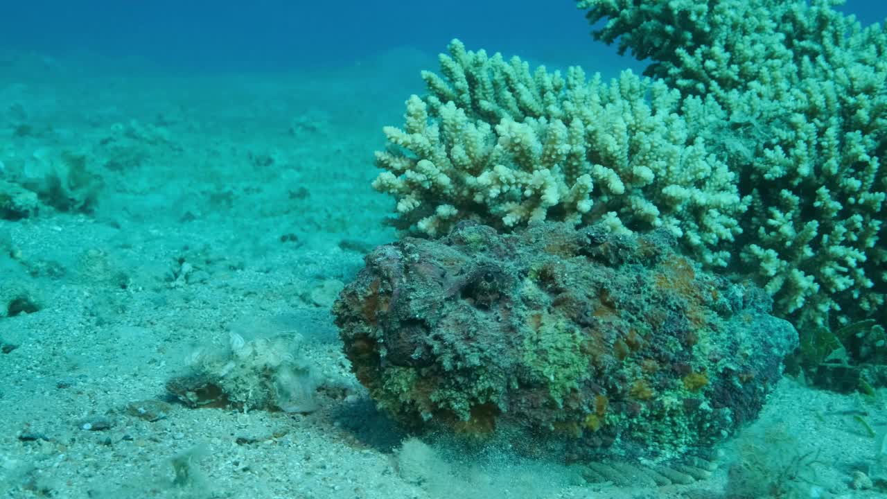 石鱼慢慢地沿着珊瑚旁边的沙底移动。礁石鱼(疣石鱼)。慢动作视频素材