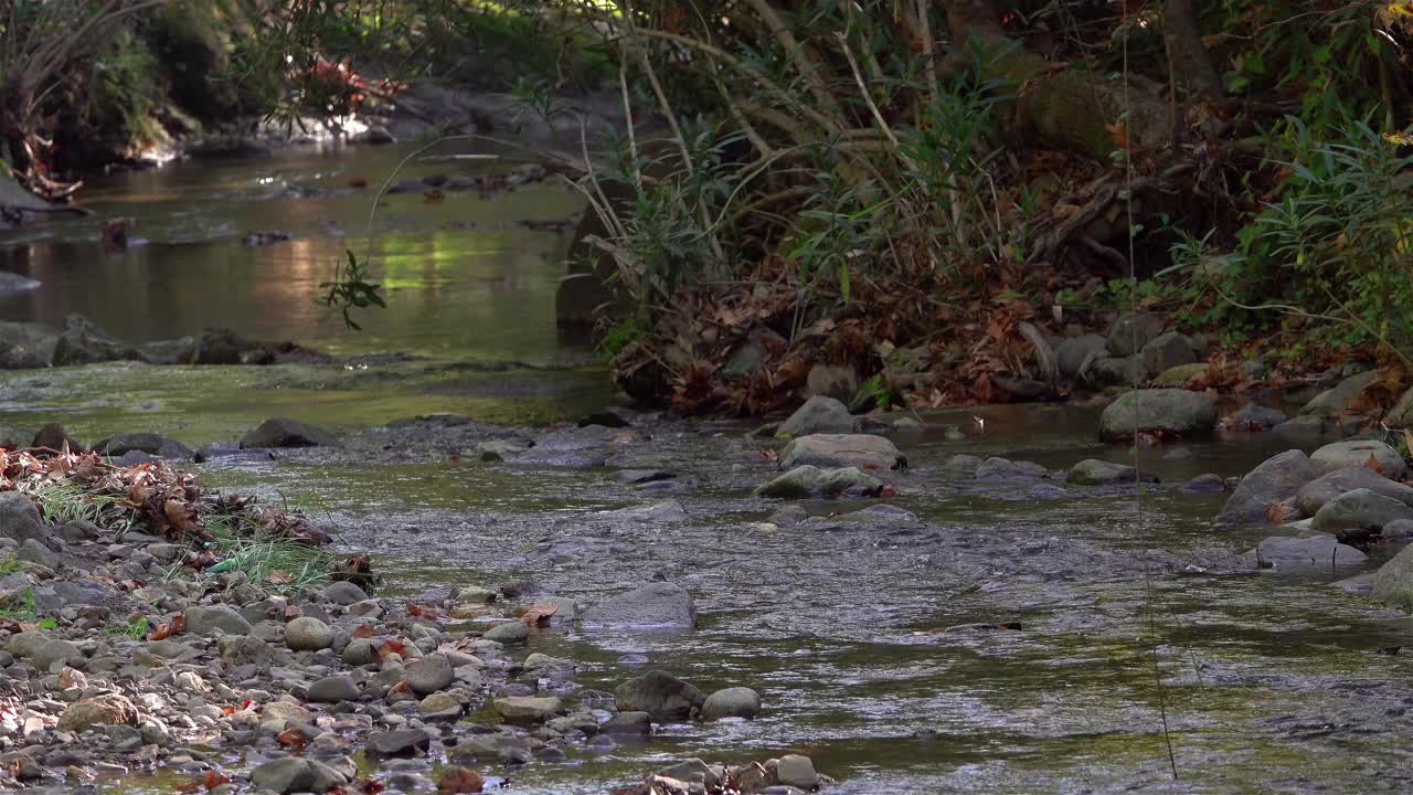 森林中树木间流水的特写镜头视频素材