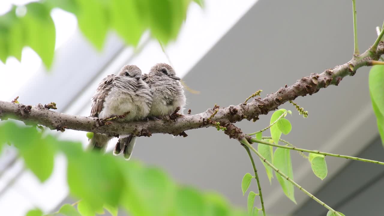 小鸟栖息在树枝上视频素材