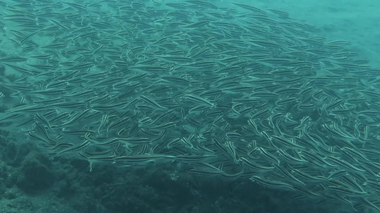 小丑鱼，水下的鱼景视频素材