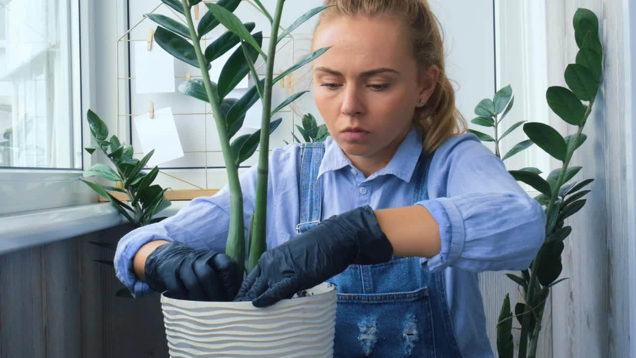 女园丁在室内移植植物，并在桌子上使用铲子。植物护理和家庭花园的概念。春天播种。重新种植浇水的家庭植物视频素材