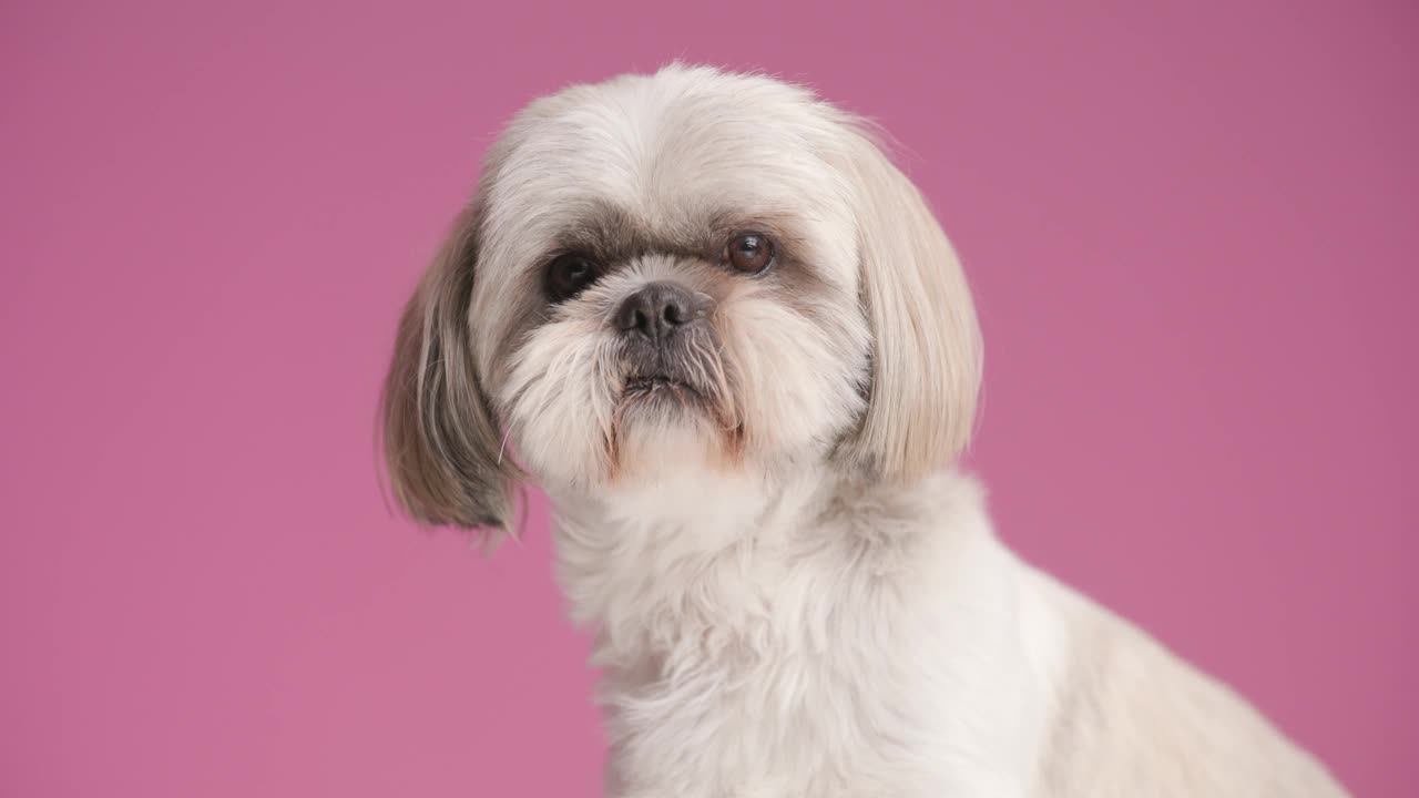 可爱的西施犬左右张望，在粉红色的背景上舔着自己的嘴视频素材