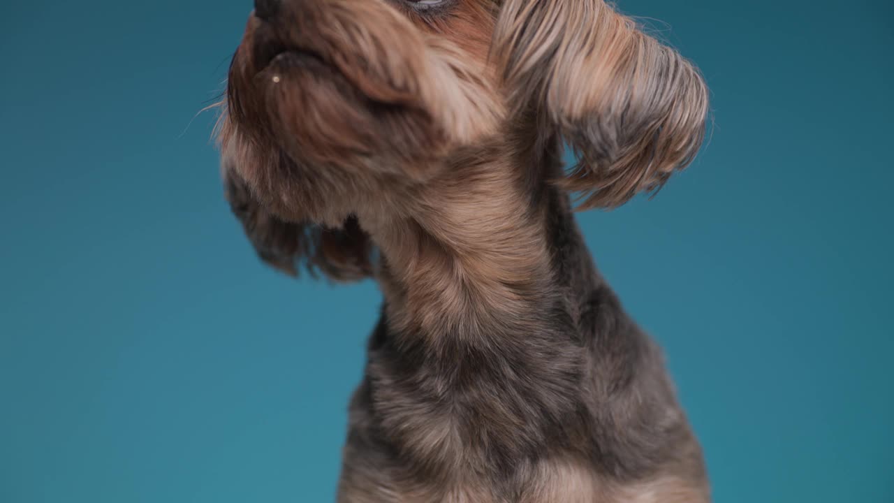 可爱的约克郡小猎犬抬起头，舔着嘴，离开蓝色的背景视频素材