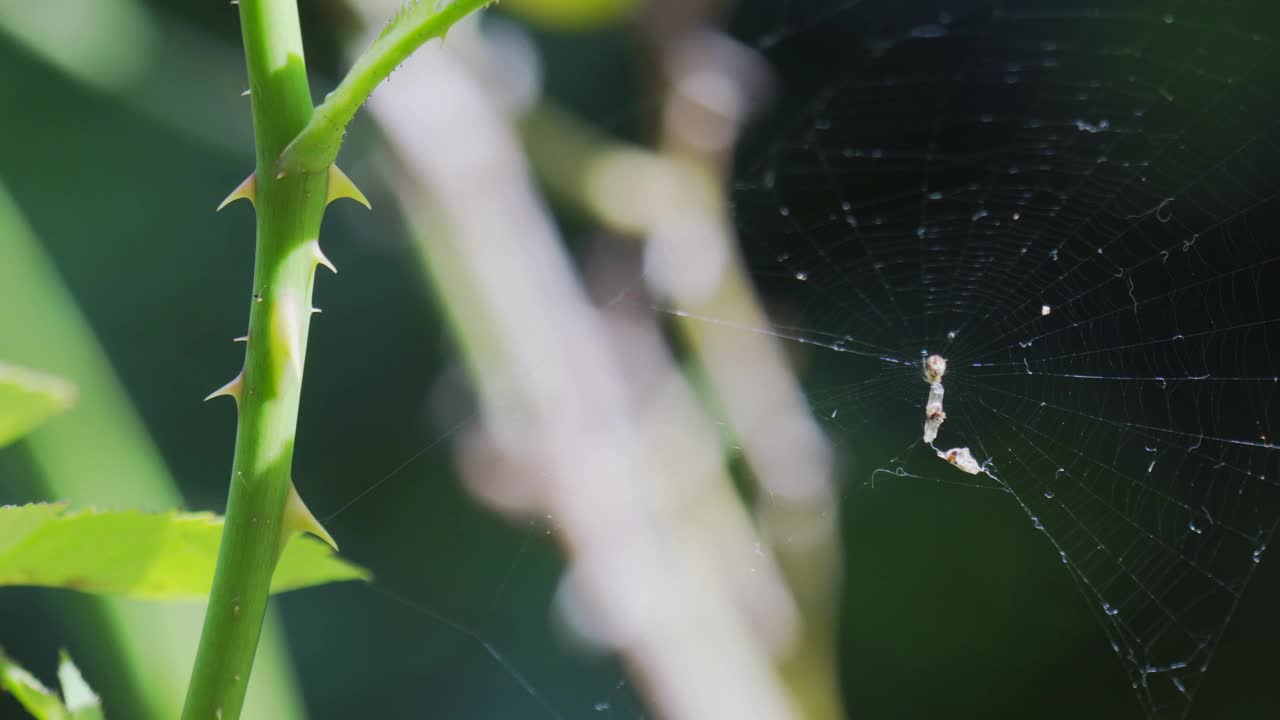 玫瑰茎上的蜘蛛网，猎物被夹在中间视频素材