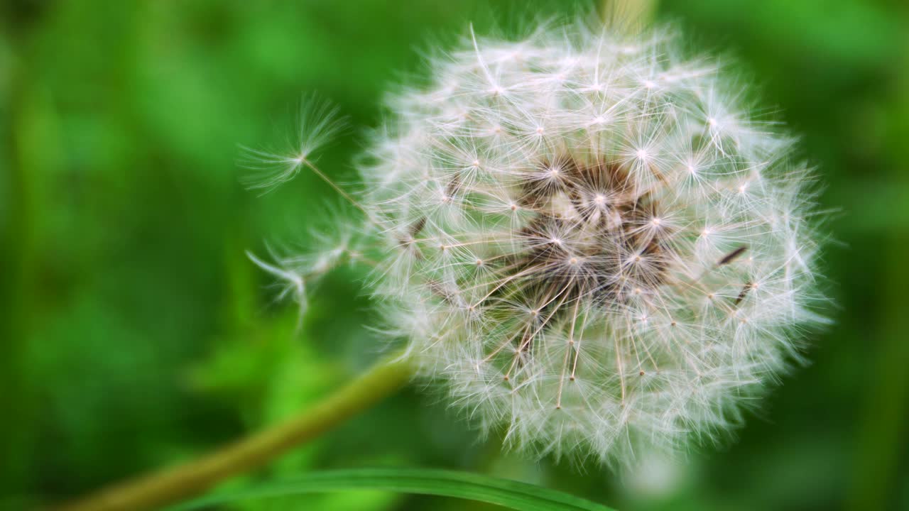 近距离拍摄蒲公英花在绿色的草的背景。手持视频视频素材